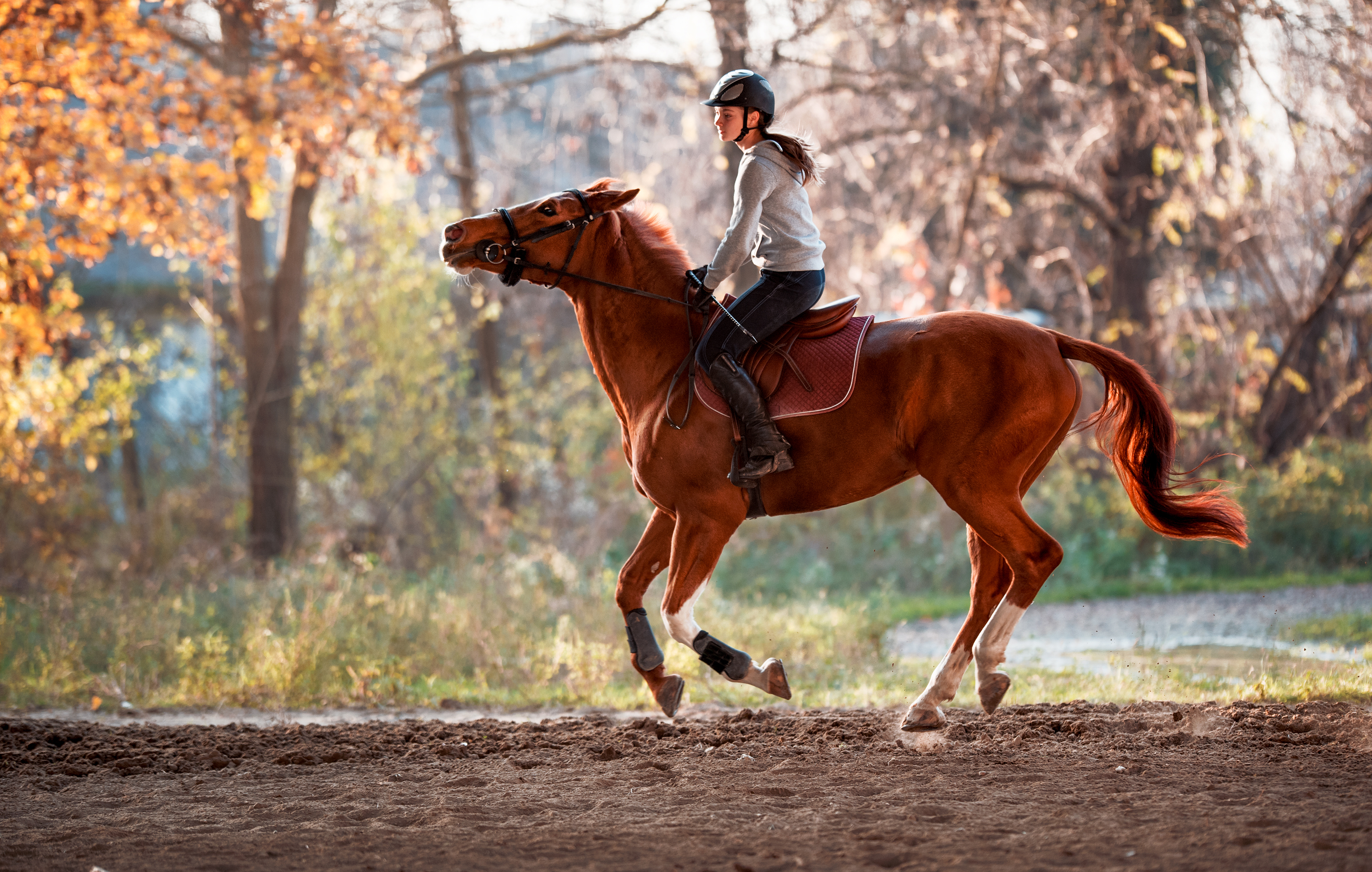 Boarding On The Lake Trail Rides Visit Placer