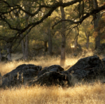 Placer Land Trust’s Fall Free for All Open Preserve Day